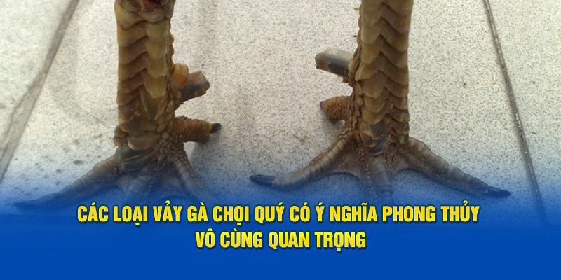 Các loại vảy gà chọi quý có ý nghĩa phong thủy vô cùng quan trọng 