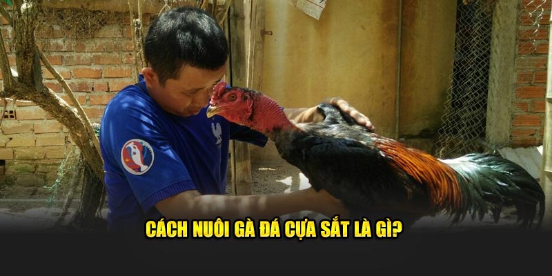 Cách nuôi gà đá cựa sắt là gì?