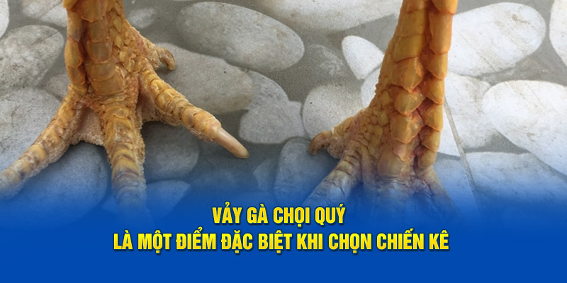 Vảy gà chọi quý là một điểm đặc biệt khi chọn chiến kê